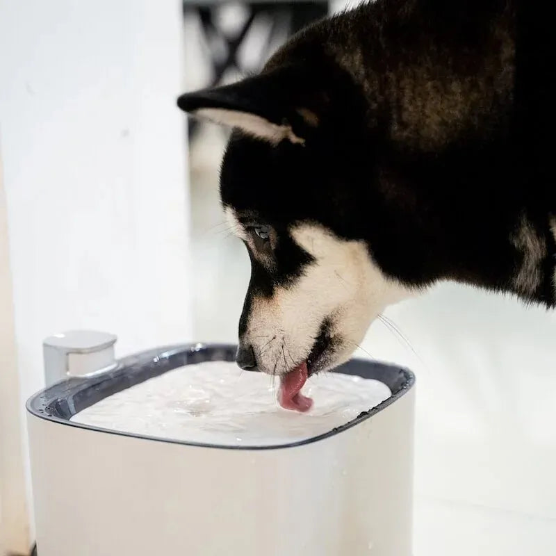 ALNPET 寵物智能偵測殺菌式飲水機 Turbo+ 雙重殺菌升級版 二代